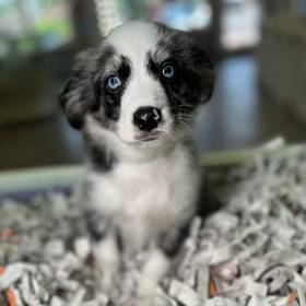 Mini Australian Shepherd
