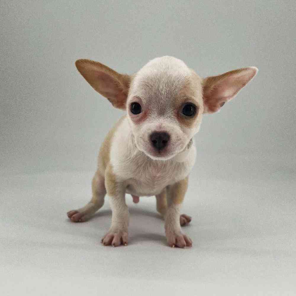 Male Chihuahua Puppy for Sale in Meridian, ID