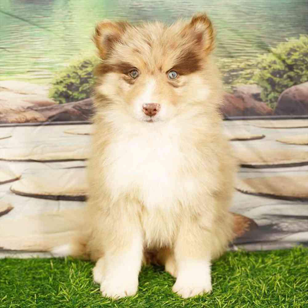 pet breed image
