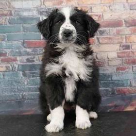 Mini Australian Shepherd