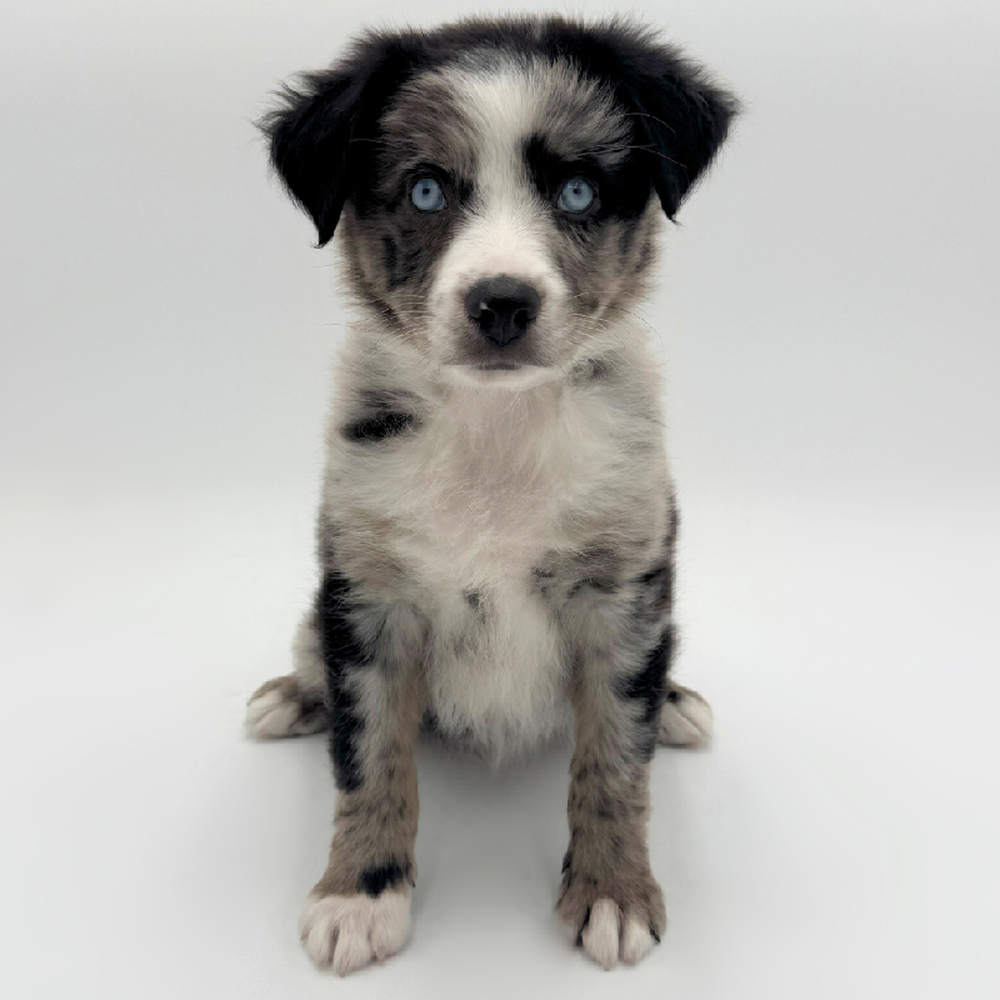 Image of a pet breed in the gallery