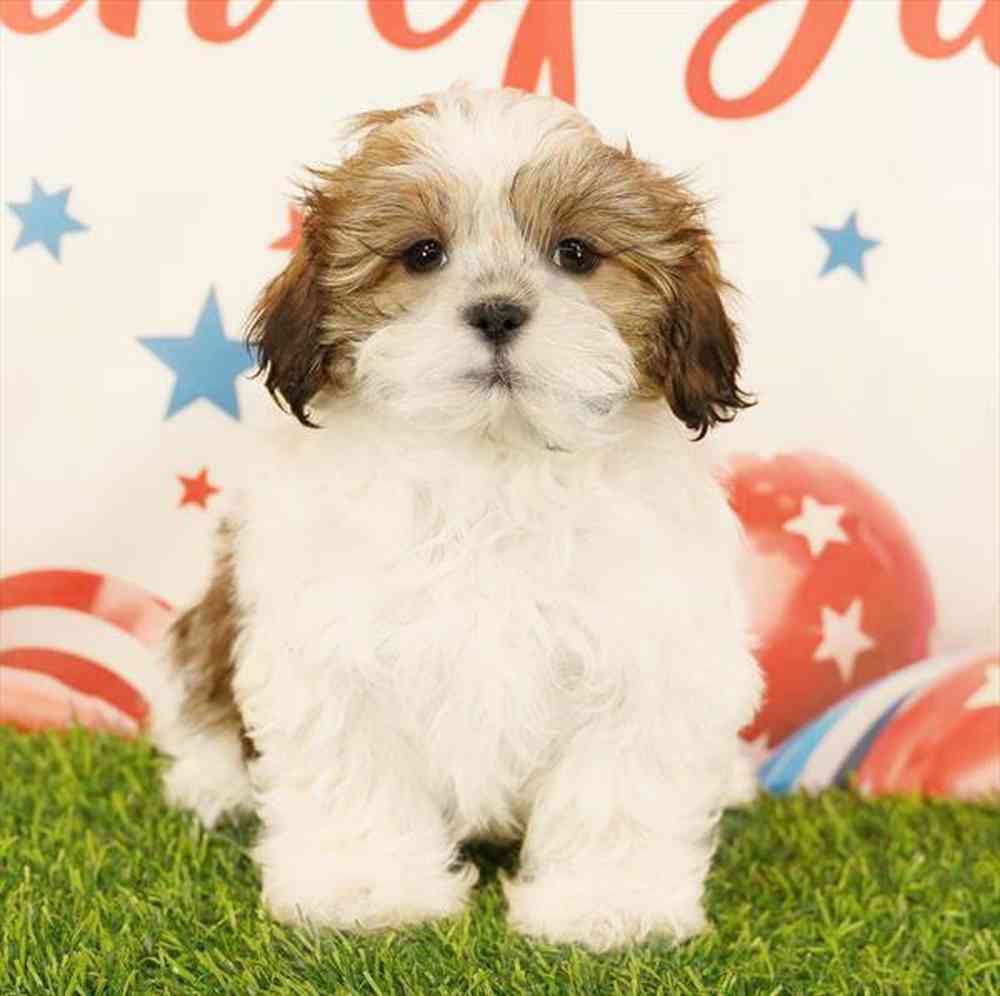 pet breed image