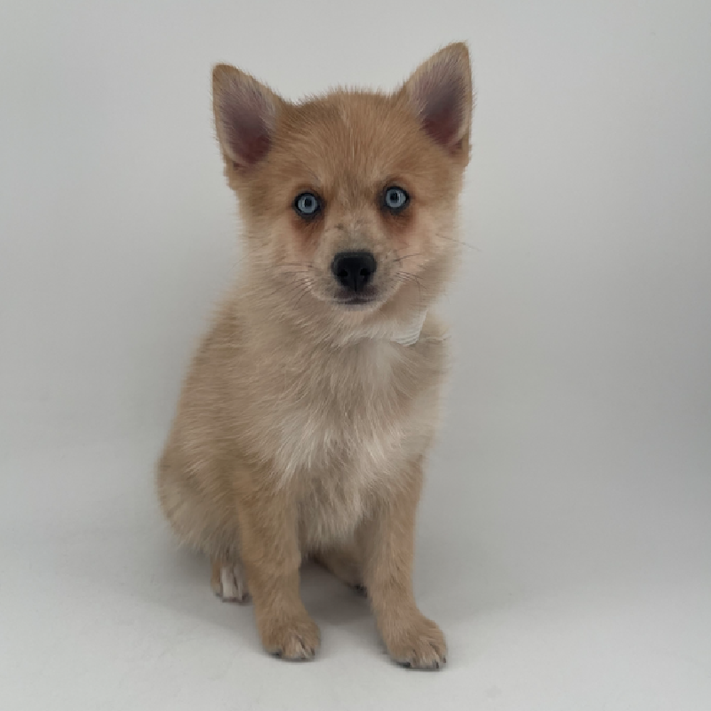 pet breed image