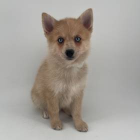 2nd Gen Pomsky