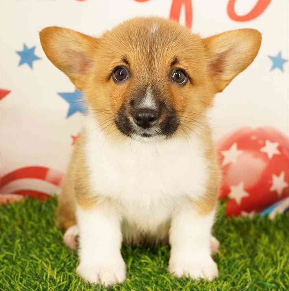Image of a pet breed in the gallery