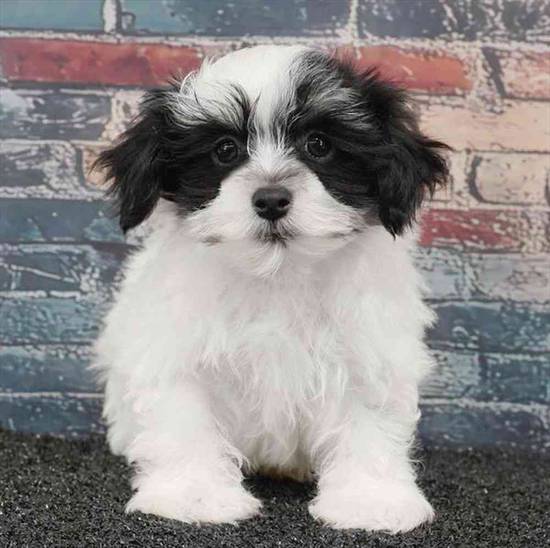 Havanese