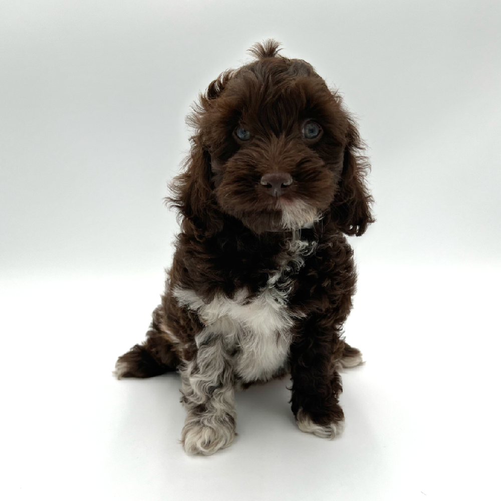 carousel pet images