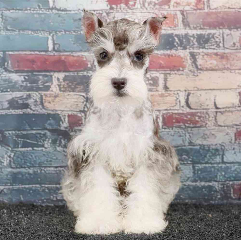 Image of a pet breed in the gallery