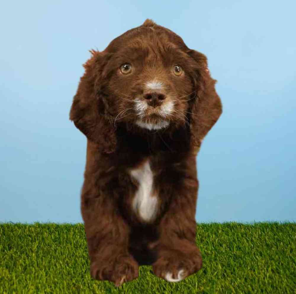carousel pet images