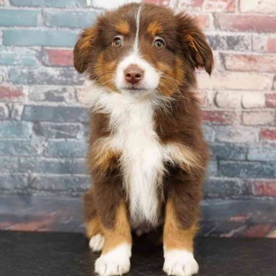 Mini Australian Shepherd