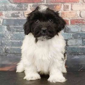 Havanese