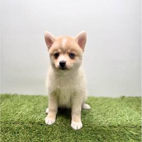 2nd Gen Pomsky