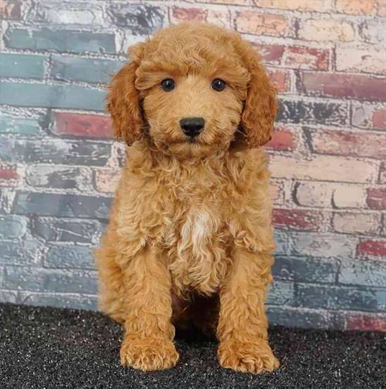 Poodle