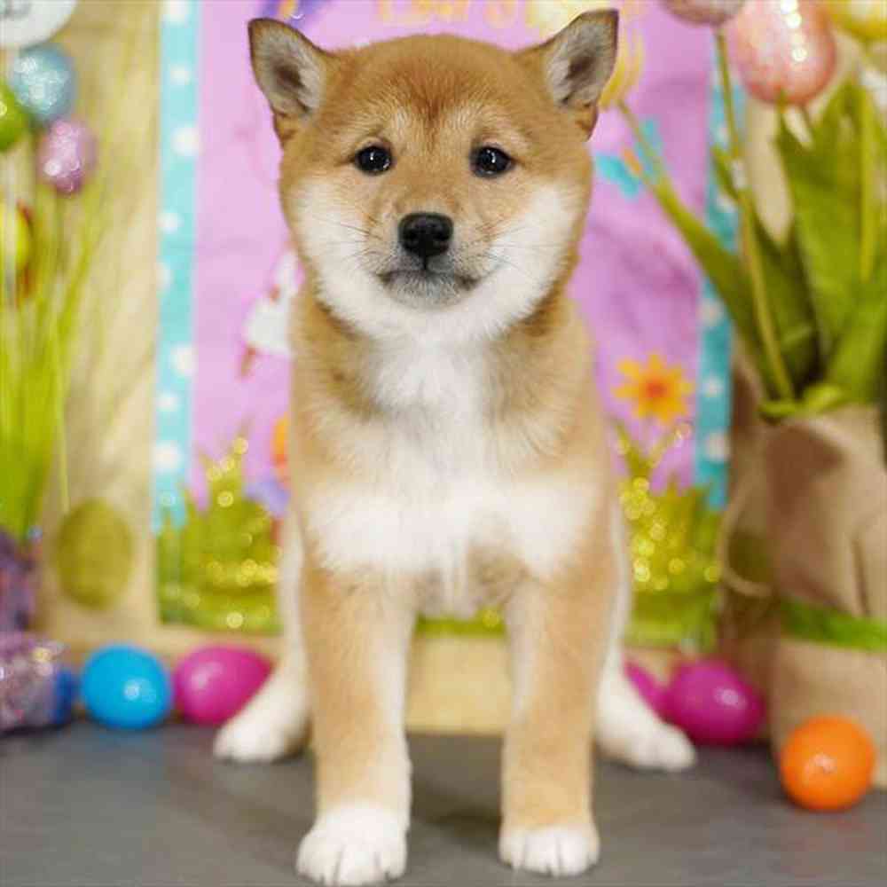 carousel pet images