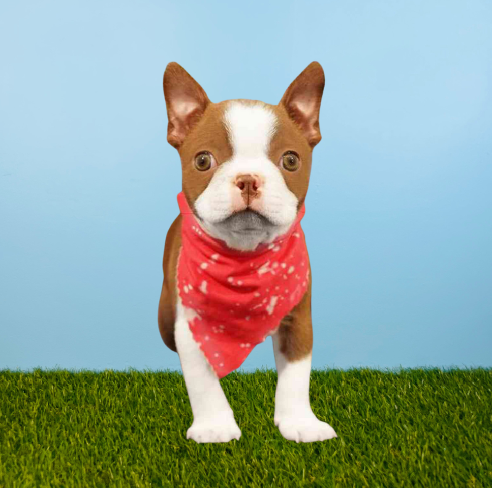 Male Boston Terrier Puppy for Sale in Tolleson, AZ