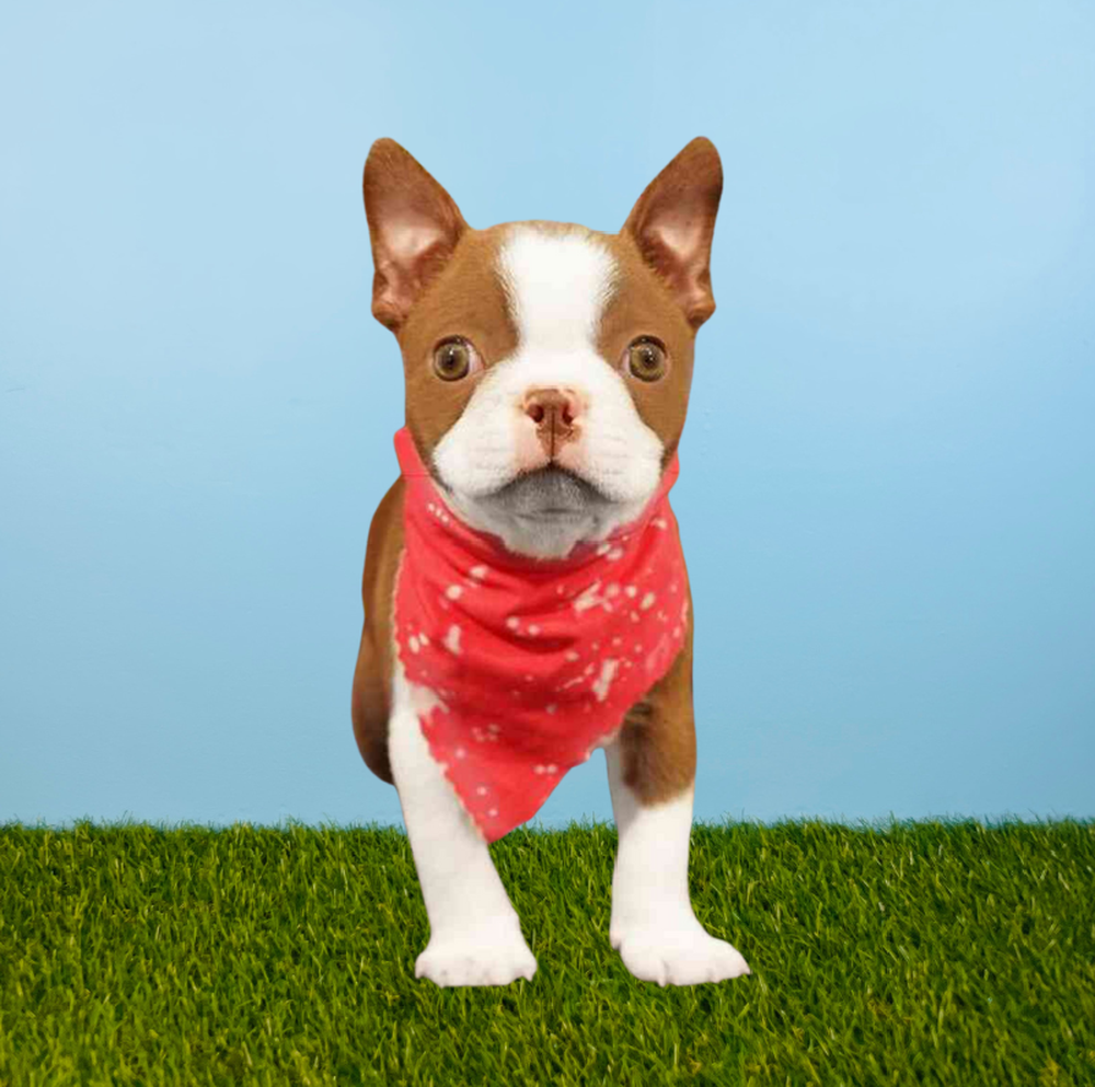 carousel pet images