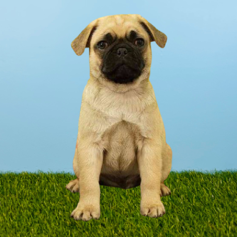 Male Pug Puppy for Sale in Pasadena, TX