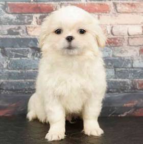 Pekingese