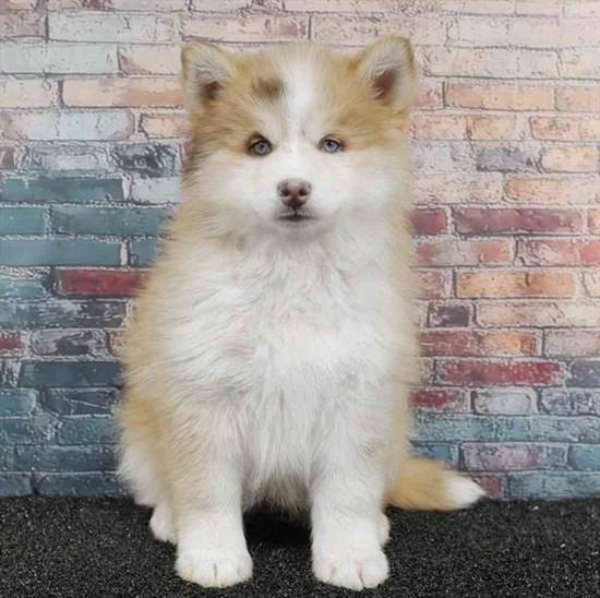 Pomsky