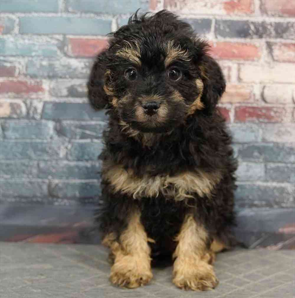 Image of a pet breed in the gallery