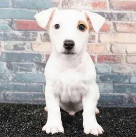 Jack Russell Terrier