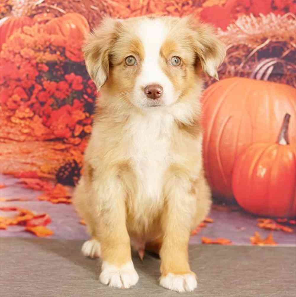 Image of a pet breed in the gallery