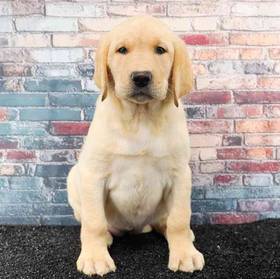 Labrador Retriever