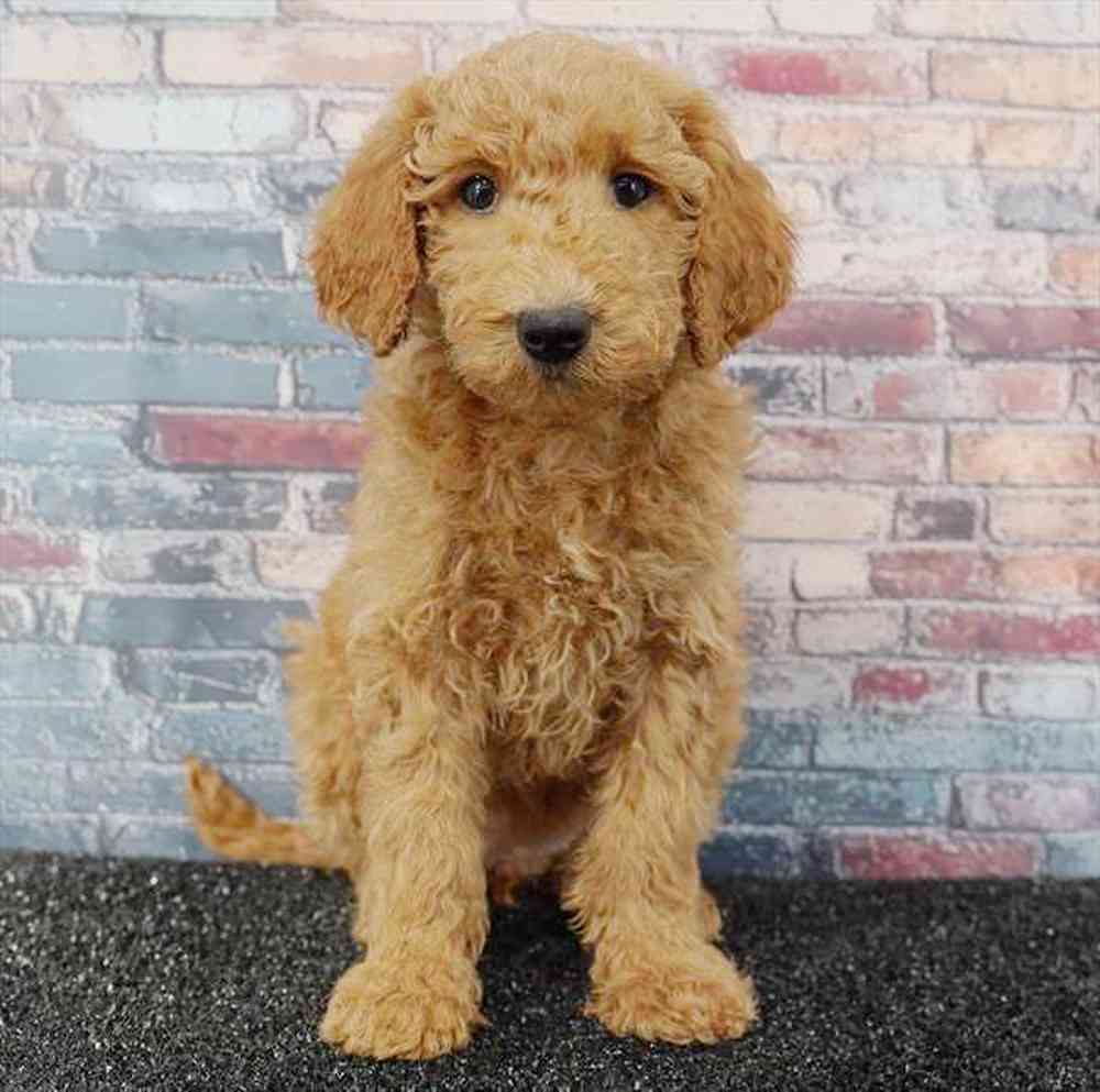 Image of a pet breed in the gallery