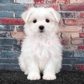 Maltese