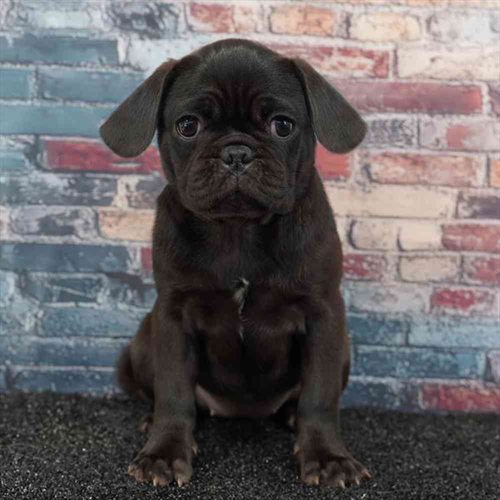 pet breed image