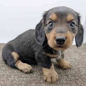 Dachshund