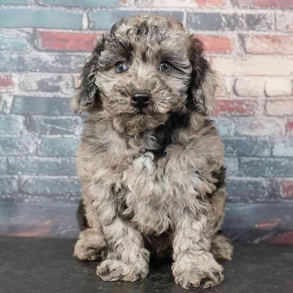 Image of a pet breed in the gallery