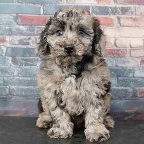 2nd Gen Mini Goldendoodle