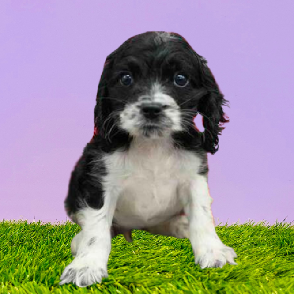 carousel pet images