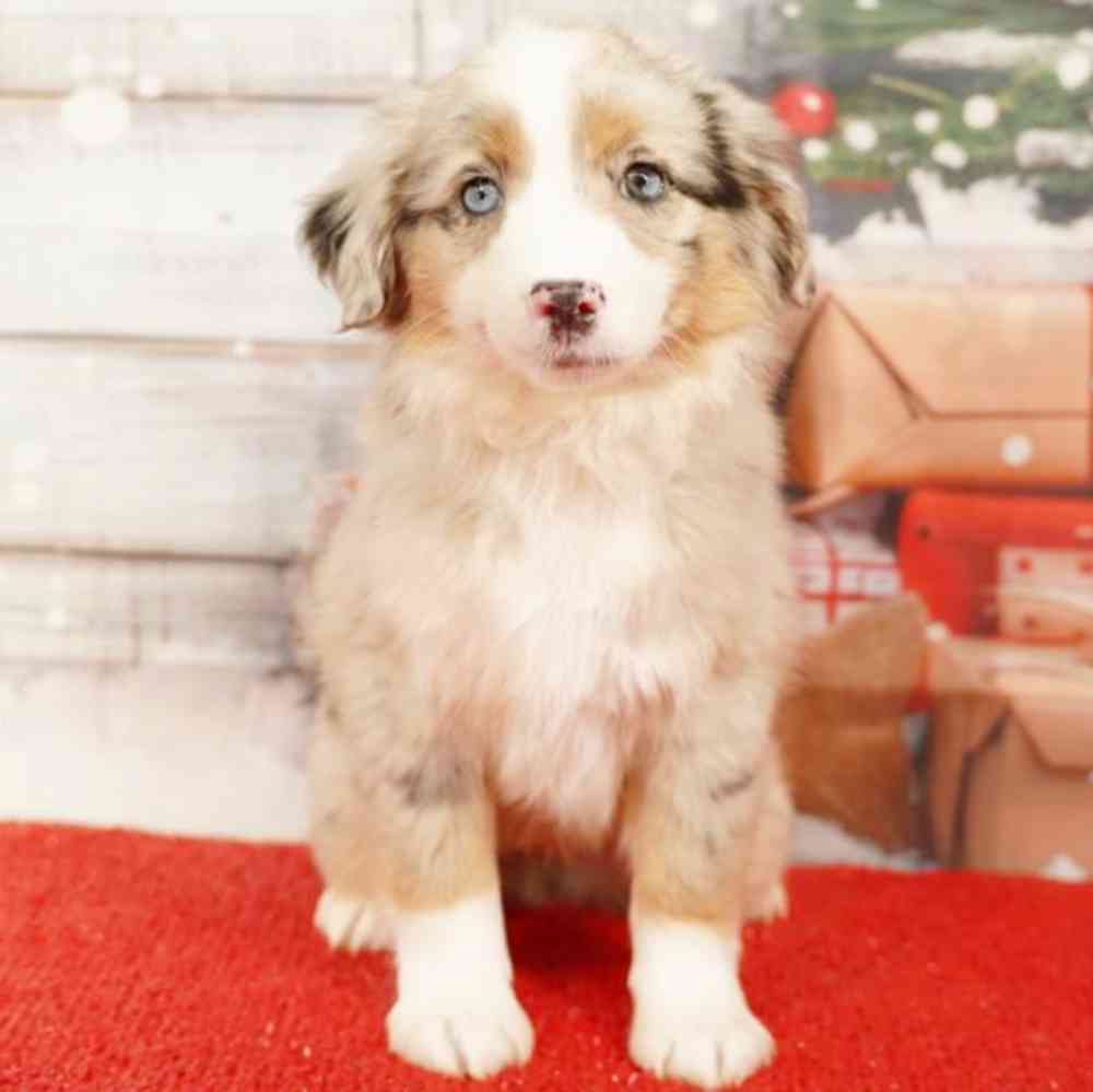 Image of a pet breed in the gallery