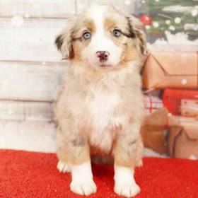 Mini Australian Shepherd