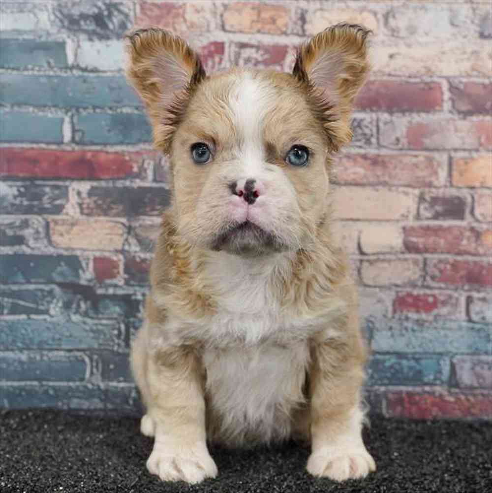pet breed image