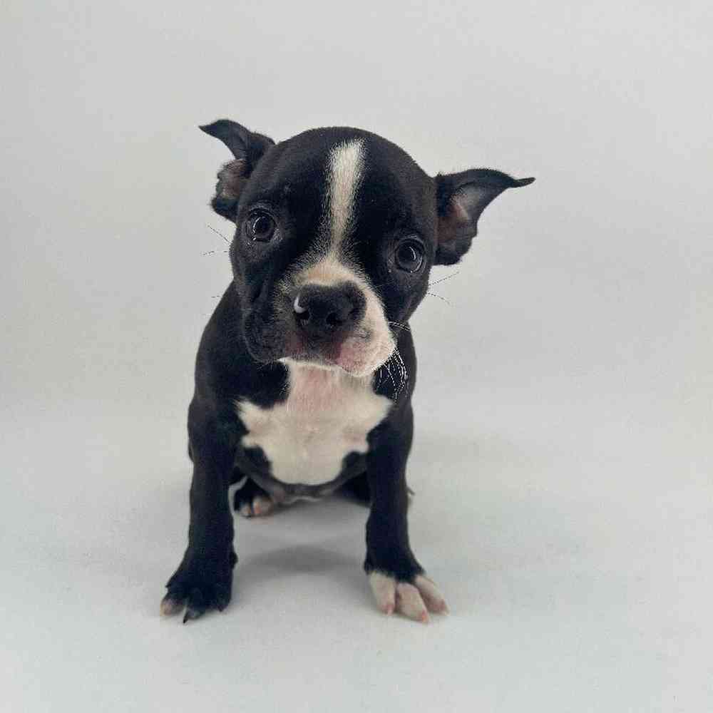 pet breed image