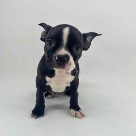 Boston Terrier