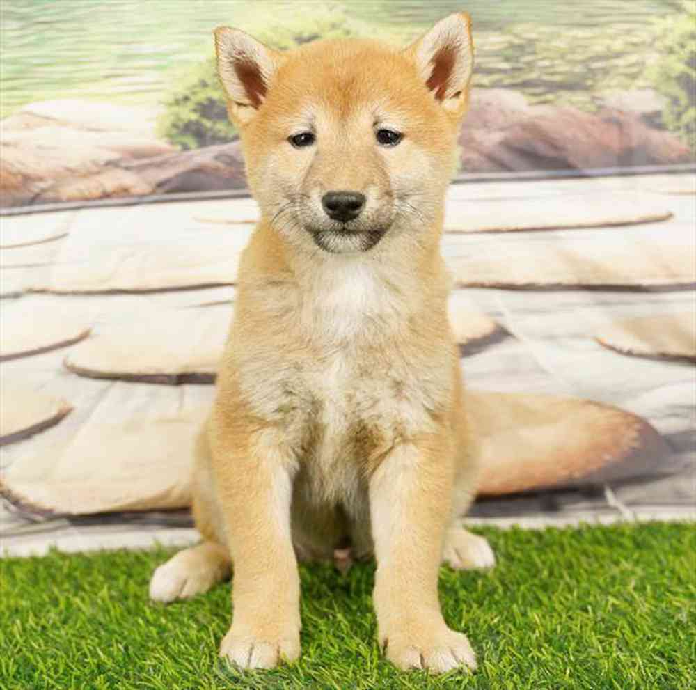 pet breed image