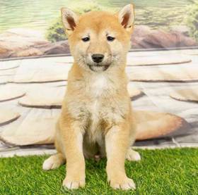 Shiba Inu