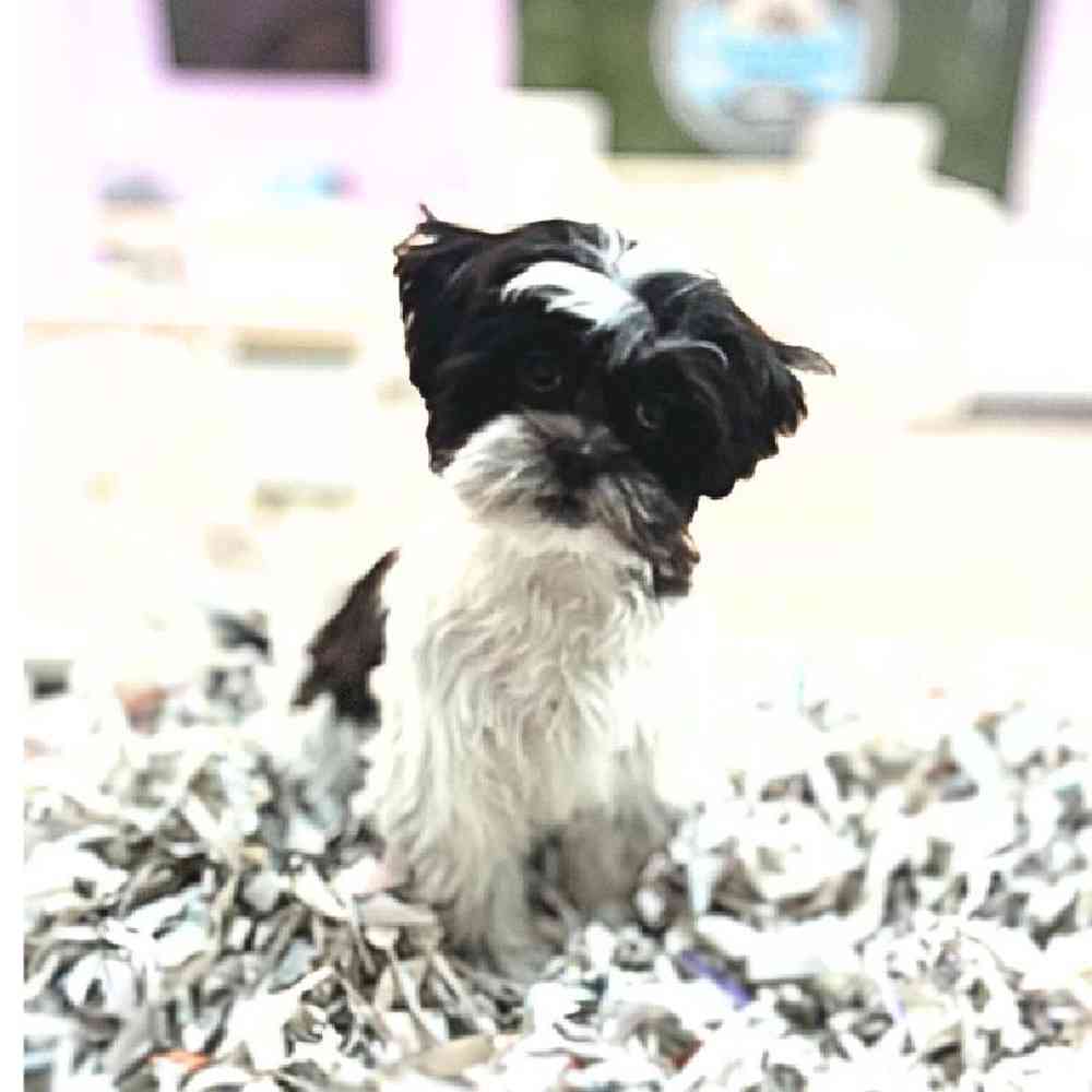 carousel pet images