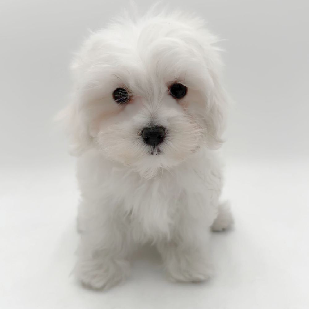Image of a pet breed in the gallery