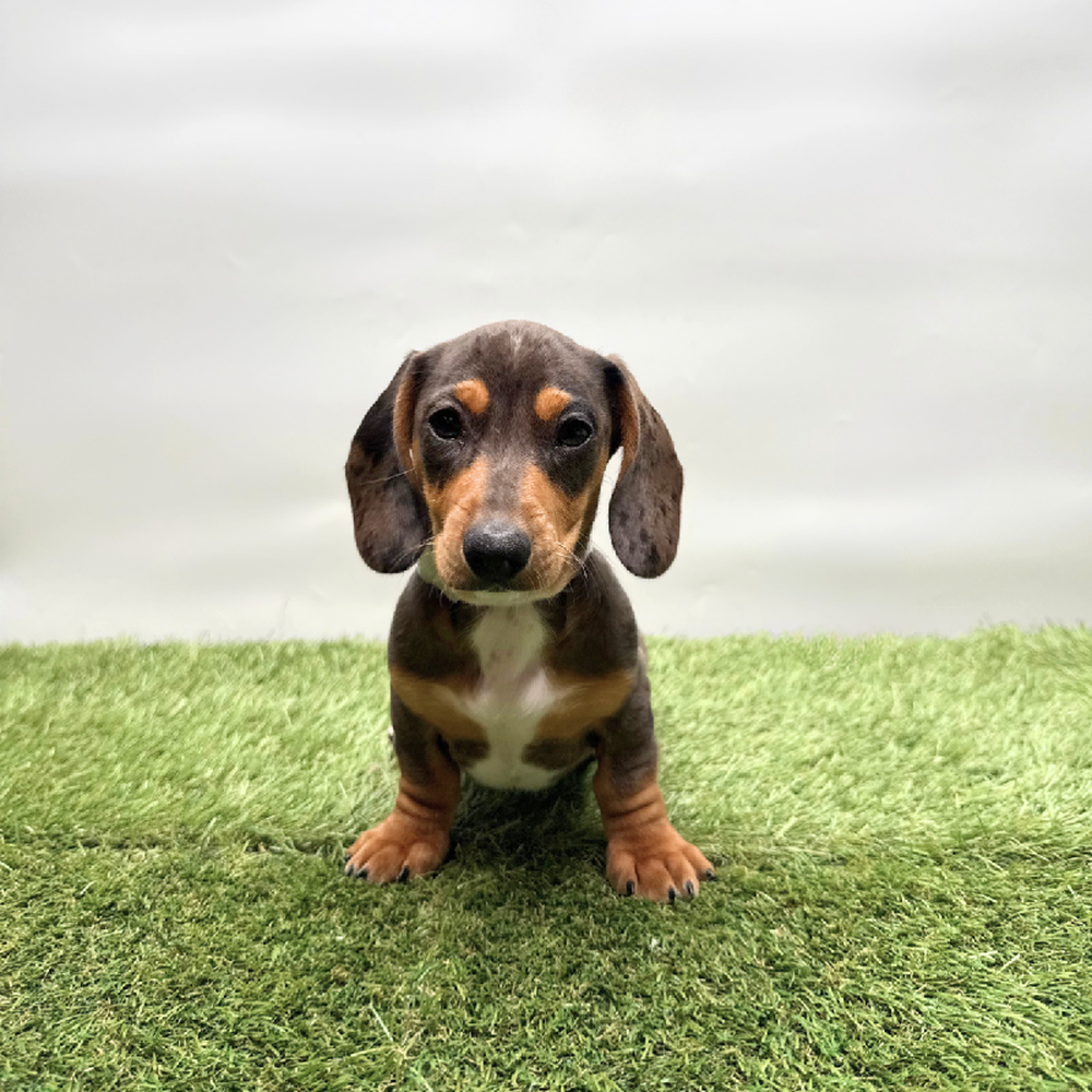 pet breed image