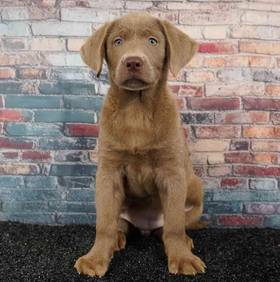 Labrador Retriever