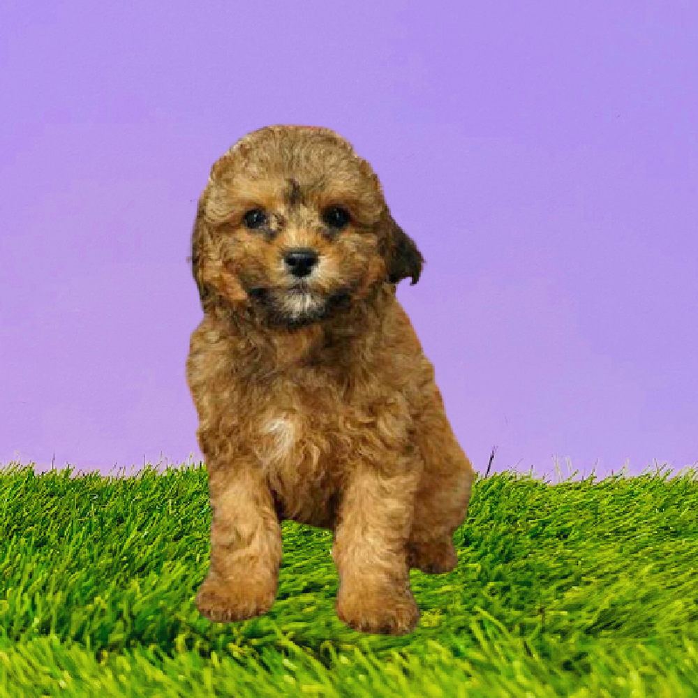 Male Poodle Puppy for Sale in Marietta, GA