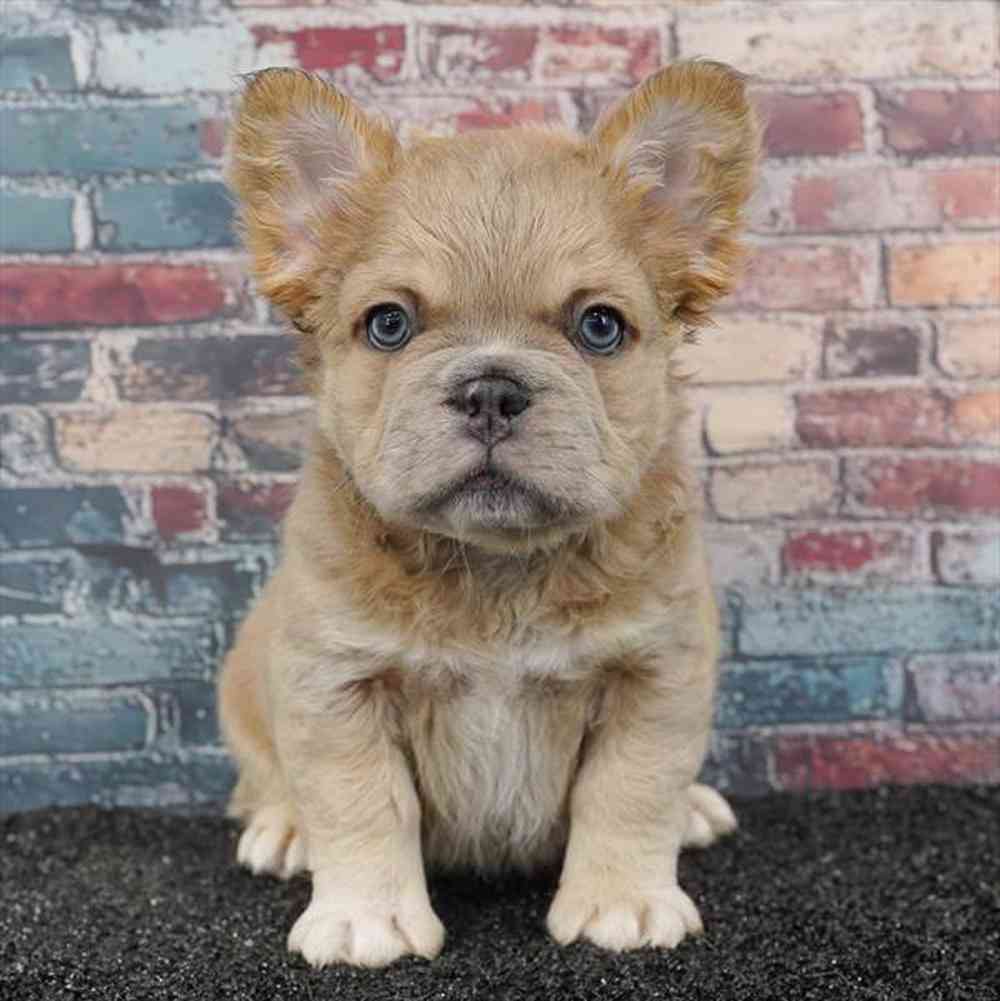 Image of a pet breed in the gallery