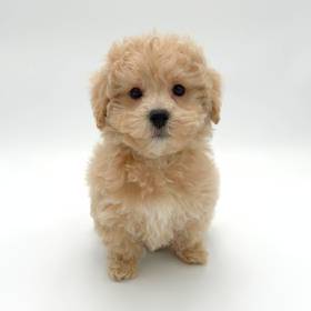 Maltipoo