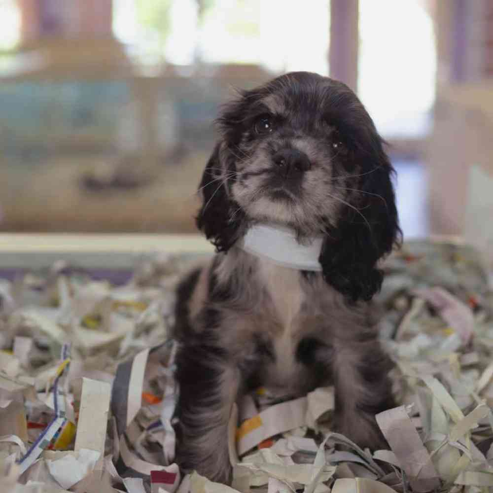 carousel pet images