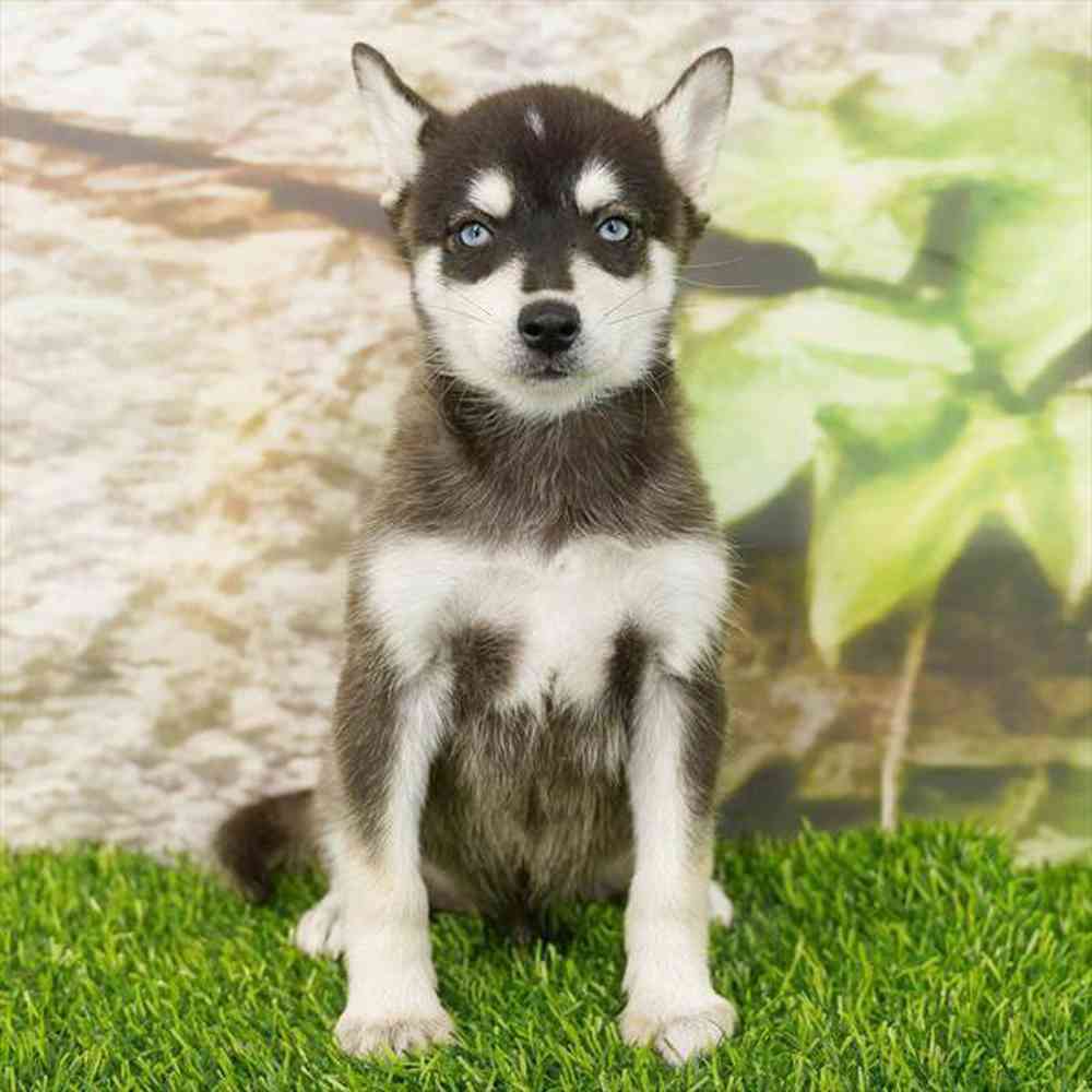 Image of a pet breed in the gallery